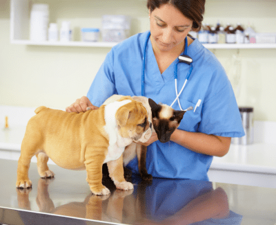 Female veterinarian examining and young bulldog