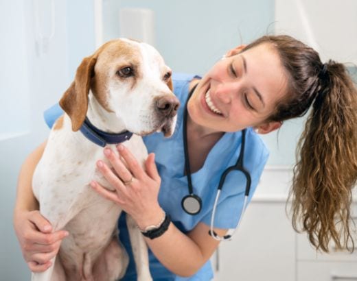 dog with veterinarian woman
