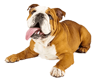 Transparent Bulldog